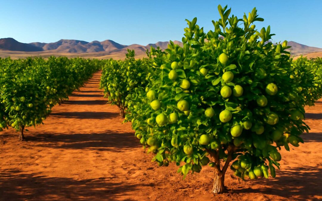 Discover lime acres northern cape: vibrant citrus farms, sunsets, and the Cape countryside.