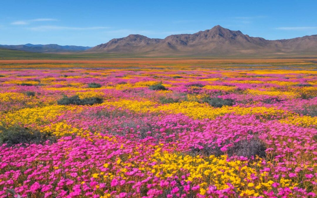 Chasing colors during the northern cape flower season: nature’s carpet unfolds.