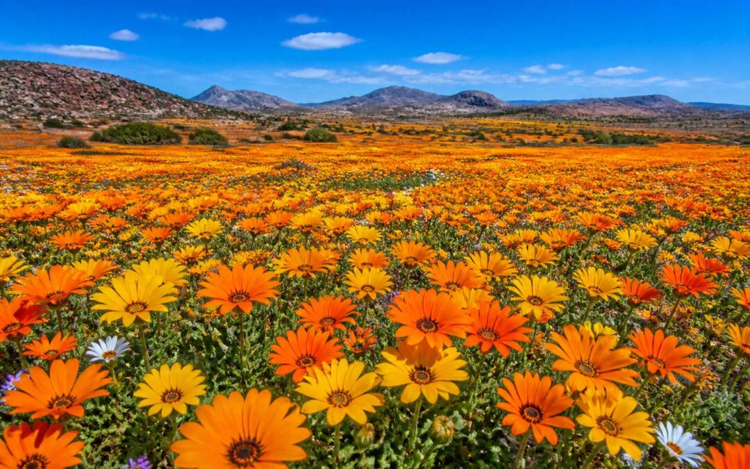 Discover the best northern cape flowers and where to find them.