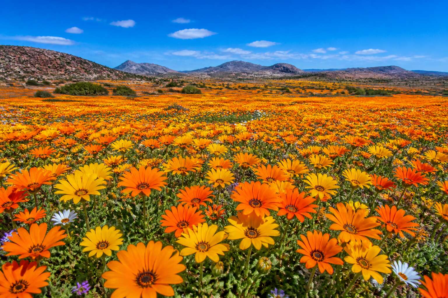 northern cape flowers