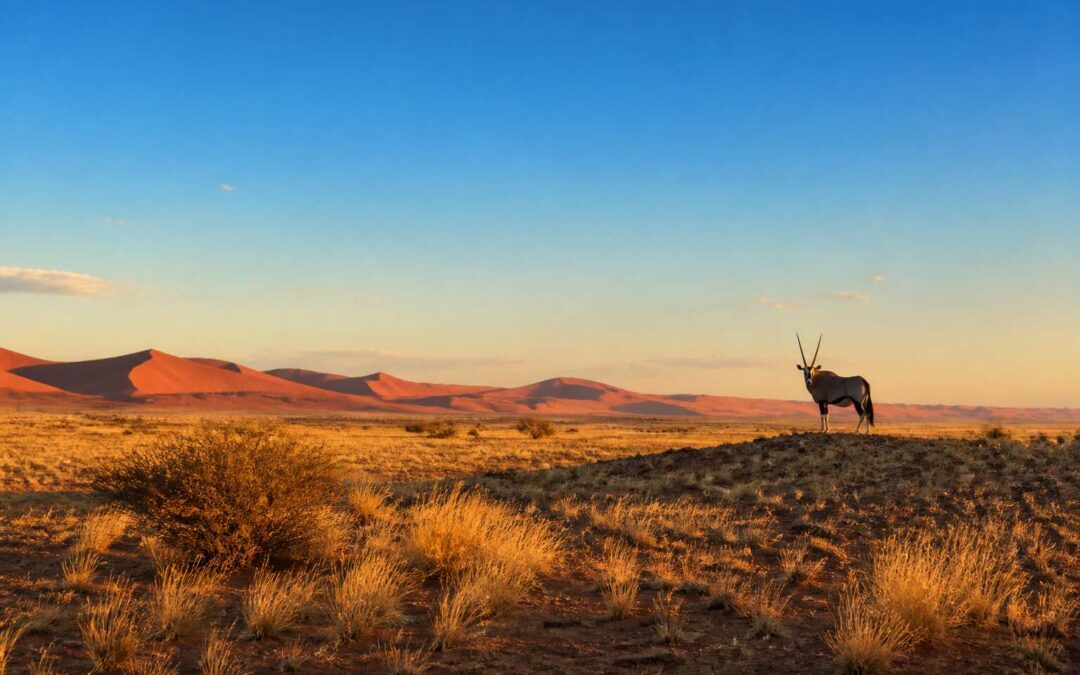 Explore Northern Cape National Parks for Unforgettable Adventures.