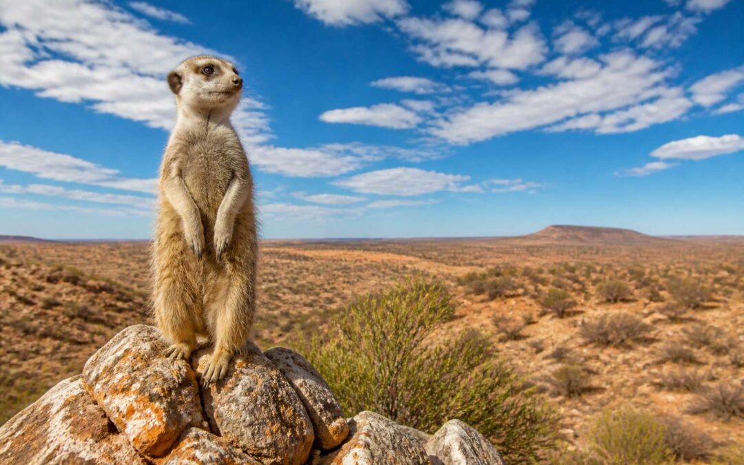 meerkat northern cape, where to spot them in the wild