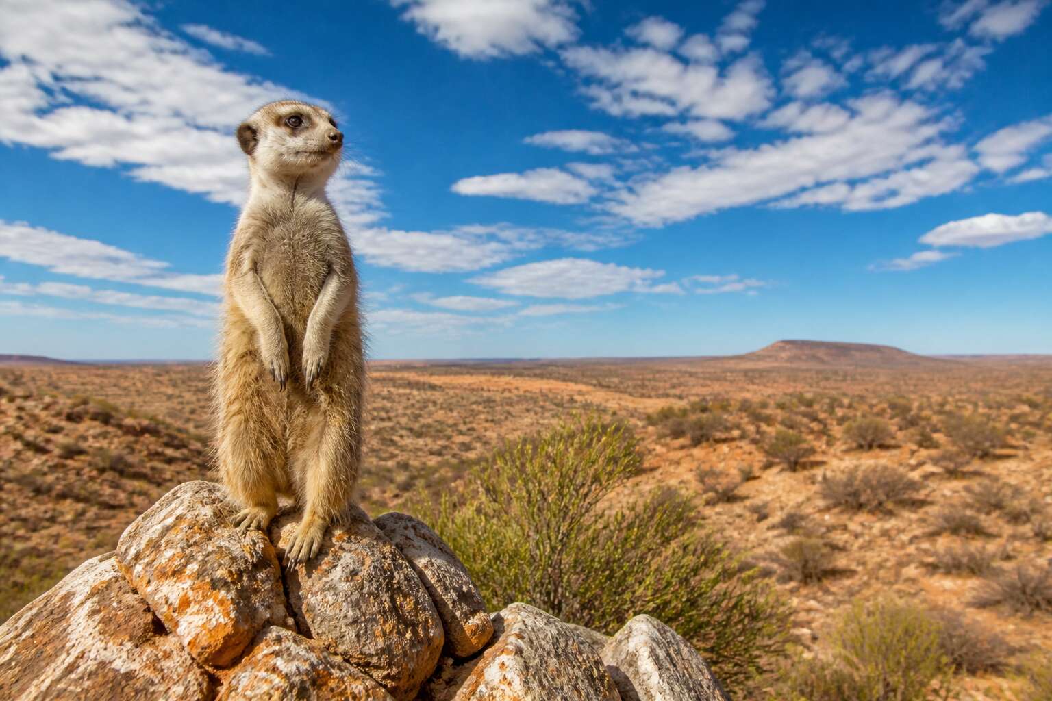 meerkat northern cape